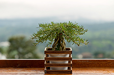 Bonsai frente a una ventana y un paisaje de una montaña de fondo