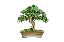 Bonsai